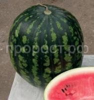 Арбуз Астраханский