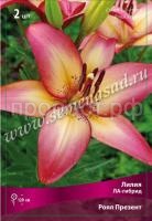 Лилия ЛА-Гибрид Ройал Презент (12-14) 5 шт 717800 Лилия ЛА-Гибрид Ройал Презент (12-14) 5 шт 717800