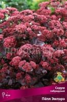 Седум гибридный Пёпл Эмпэрэ