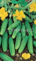 Огурец голубчик F1 Огурец голубчик F1