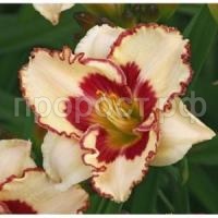 лилейник криптик мессаадж лилейник криптик мессаадж