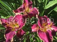 лилейник беттилен лилейник беттилен