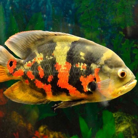 Рыба Астронотус ассорти 20-25см