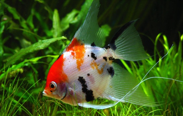 Цихлида ассорти S