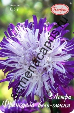Астра Франсуаза бело-синяя 20*0,5