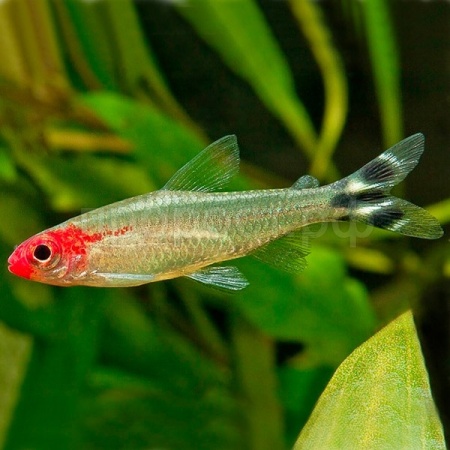 Рыба Родостомус Татра красноротая M