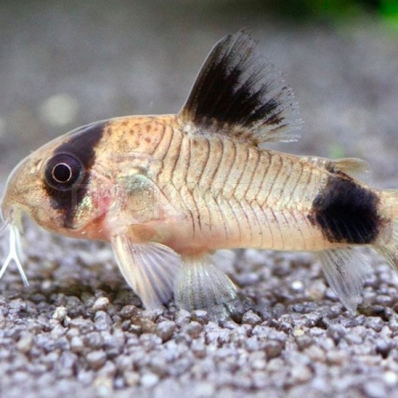 Коридорас панда 