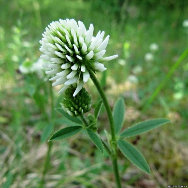 Семена клевера ползучего белого 0,25 кг