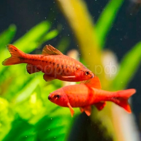 Барбус вишневый M