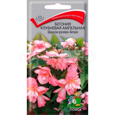 Поиск Комн. Бегония клубневая Шансон Розово-белая 10шт 