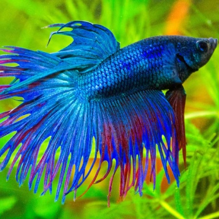 Петушок коронохвостый (Betta splendens CT)