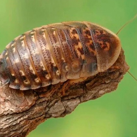 Насекомое Таракан аргентинский