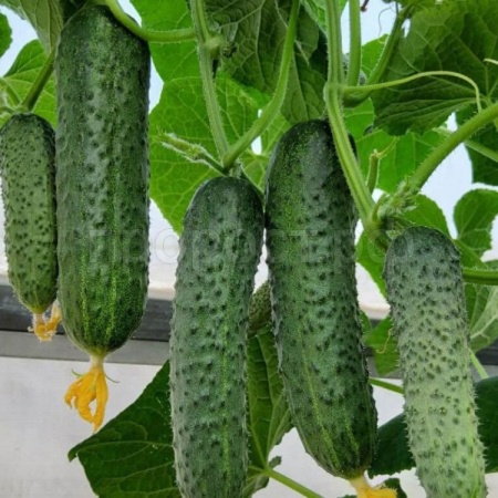 Фермерская Огурец Альфард F1 20 шт 