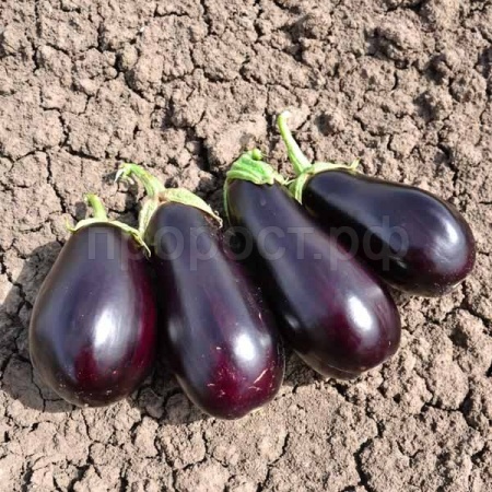 Баклажан Эпик F1 1000шт