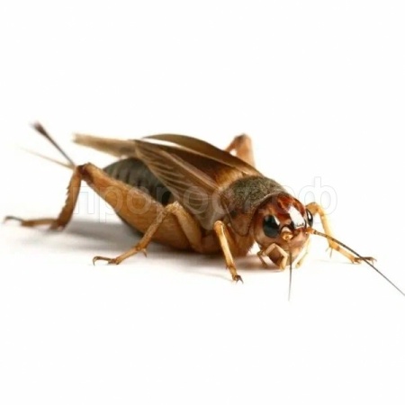 Насекомое Сверчок банановый